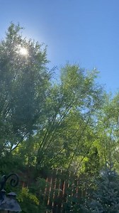 Watch Hybrid Willows after 3 years on Amazon Live