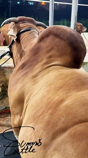 The heaviest Brahman Cross Bull!! standing strong with pure power and unmatched elegance! 🐂🔥#BrahmanCross #HeaviestBull #PowerAndPride #ExclusiveBull | SUMON’S CATTLE