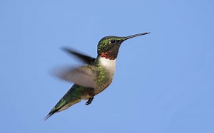 The Top 6 Reasons Hummingbirds Suddenly Disappeared From Your Yard
