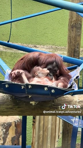 The Bond Between Baby Orangutans and Their Mothers