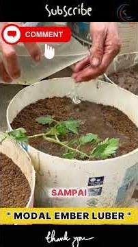 JANGAN TANAM TOMAT SEBELUM NONTON INI! Rahasia Panen Melimpah di Lahan Sempit