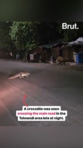 44K views · 353 reactions | A chilling sight unfolds as a massive crocodile emerges from the shadows onto a road in Kota, Rajasthan. The video of the four-foot-long crocodile has gained significant attention on social media. | Brut India | Facebook