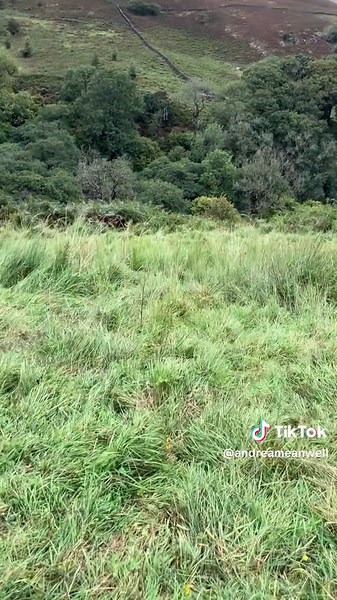 Looking for the cows using the #monil collars.