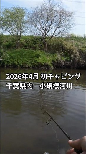 First chubbing in April 2026: Oikawa (pale chub) in a small river in Chiba Prefecture #fishing #c...