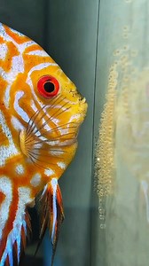 Discus 😍 #thelazyaquarist #isdaislife #fishreels #fishvideos #aquarist #fishkeeping #discus | The Lazy Aquarist