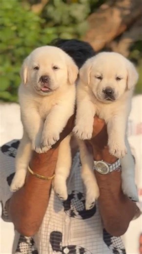 Quality lab puppies video Malayalam |puppy sale |cute|dog|low price