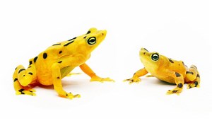 Panamanian golden frog - Alchetron, The Free Social Encyclopedia