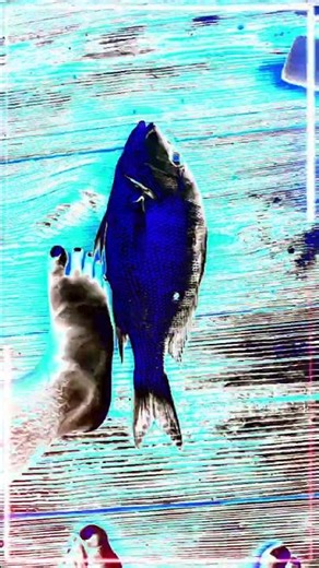 My personal best Lane #Snapper & Triple tail #fishing