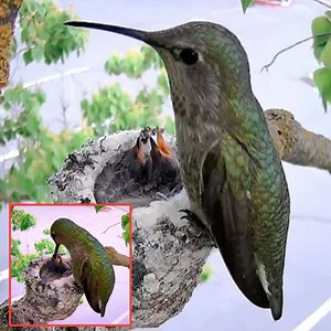 7K views · 379 reactions | Bee hummingbird birds Feed the beautiful baby | Natural Bird Check | Facebook