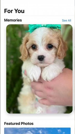 Cavachon Puppy Playtime: Adorable Moments with Your Furry Friend #cavachon #puppy #cute