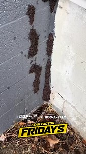 Fear Factor Friday! Who’s the bite tester in your group? #fearfactor #bugasalt #fireyourflyswatter #pestcontrol #nontoxic | Bug-A-Salt