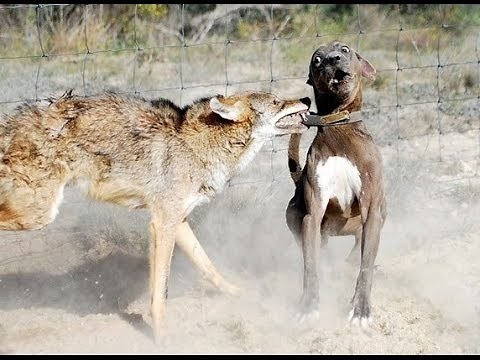 Dog vs Coyote Real Life Footage Compilation!!!