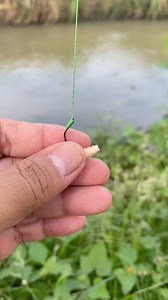 39K views · 195 reactions | Tips memancing umpan mogot  #fishing #fishingtips #fishingvideo #kangmuhidinfishing | Kang Muhidin Fishing | Facebook