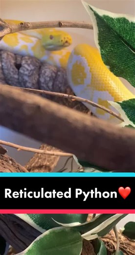 zoe_rennes_zoo on TikTok