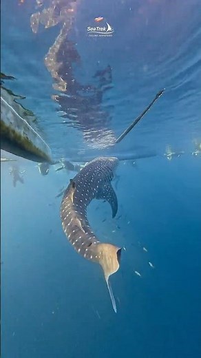 Snorkeling with Whale Sharks: An Unforgettable Ocean Adventure!