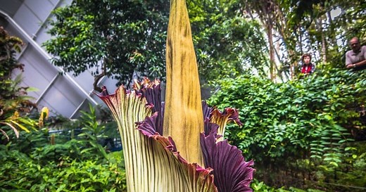 South Australia's stinkiest flower is about to bloom. Here are 9…
