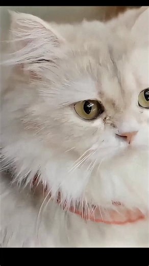 Smooth Cat Compilation 😺 | Relaxing, Satisfying & Calm Cat Moments