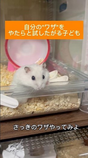 【ハムスターと見る子どもあるある】自分の"ワザ"をやたらと試したがる #ハムスター #hamster #ジャンガリアンハムスター #子育てあるある #男の子ママ #ショート