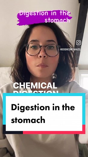 Digestion in the stomach Mechanical digestion is due to the muscles in the lining of the stomach churning food as well as the action of hydrochloric acid. Together these increase the surface area of food. Protease enzymes released digest the protein into amino acids. This reel is suitable for gcse and igcse biologists x #igcse #gcse #edexcel #biology #enzymes #studytok #instastudy #edutok #gcses2023