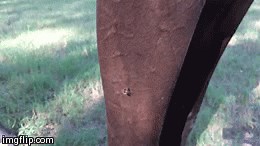 Horse Stomach Bots- The Life Cycle in Pictures — Foundation Equine Clinic