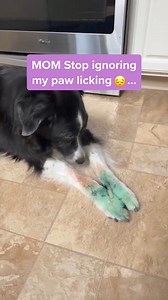 We as a community of loving dog parents HAVE to stop ignoring itching & paw licking. Here's what it means & how this brilliant probiotic chew is the perfect way to help 🙏 | PetLab Co.