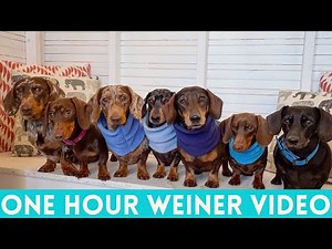 One Hour Weiner Dogs instagram videos compilation ,Happy One hour dachshund dogs enjoyable videos