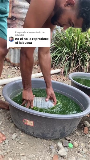 Reproducción de Peces Betta: Guía Completa