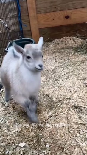 77K views · 3.7K reactions | This baby goat just can’t stop dancing! Jumping around like it’s the happiest day ever Too cute to handle try not to smile watching this! ✨藍 #suara #sound #fyppp #soundviral #sheep #goat #kambing #lamb #funny #reels #reaction #USA #UK #DIY #jangkauanluas #fypviral #vidioreel #asmr #ASMR | Bung Kem Reaction | Facebook