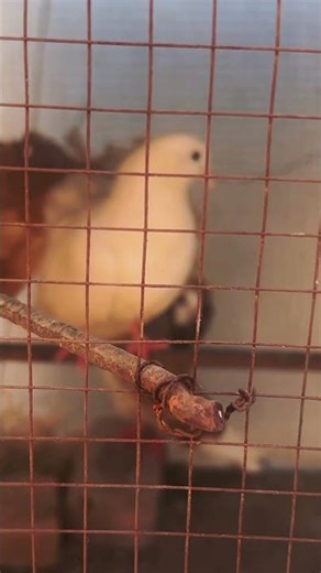 The Most Beautiful Flight You’ll See Today 🕊️✨