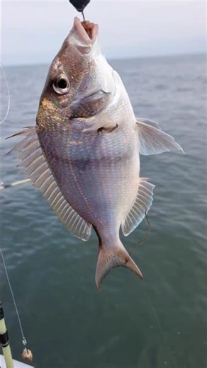 Catching #porgies #fishing #fisherman #nature
