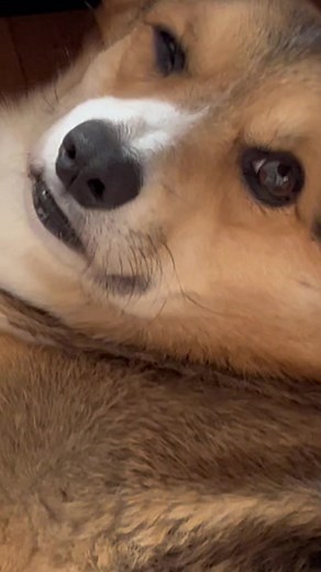 Why Does Brady's Tongue Keep Getting Stuck? 🐶