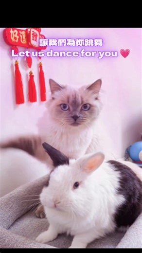 This cat and rabbit can actually dance #viral #animals #adorable