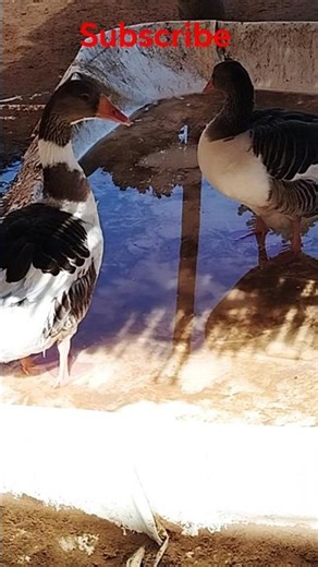 Pomeranian Geese #birds #geese #nature