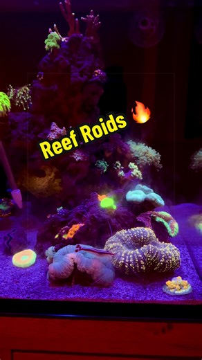 First time using @Polyplab ReefRoids. Safe to say the corals loved it! You can see each coral reacting in its own way!🔥🔥 😍 Proudly supported by @redsea.aquatics 🐠 Red Sea Max Nano G2 tank 🚀 Red Sea 4-Part Reef Care Programme 🌈 Red Sea Reef Energy 🧂 Red Sea Coral Pro Salt 🧪 Red Sea Test Kits #ReefTank #ReefAquarium #SaltwaterAquarium #MarineAquarium #AllMyMoneyGoesToCoral