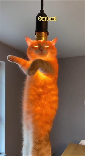 #shorts Funny Cat Character Comedy Short 😸🎭 #funny