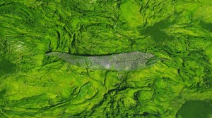 Extremophile Algae Euglena Mutabilis Stock Footage - Video of iron, river: 101970374