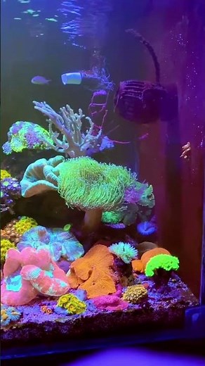 WEEKAQUA #Z400Sea led seawater ligth 🐠#weekaqua #saltwatertank #coral
