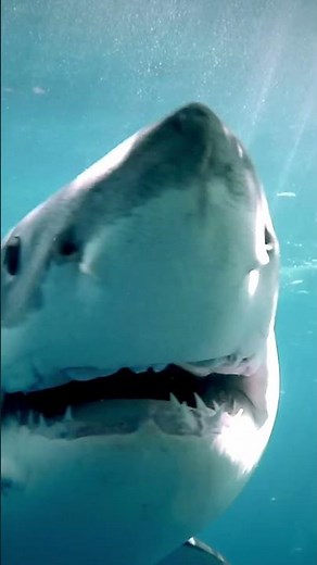 Bulova Watches | Snorkel Great White Shark | 98B449