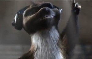 Allsecur lässt Marder Marten tanzen - HORIZONT