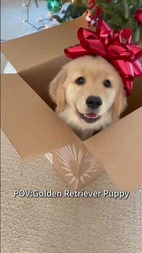 #oldies #song #vintage #love #husky #puppy #goldenretriever