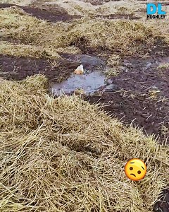 166K views · 7.6K reactions | Poor dog was stuck in a mud on a farm and kept barking for help | D.L. Hughley | Facebook