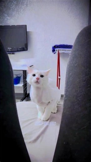 cat vs. dog talent show #doggielife #cat #funny
