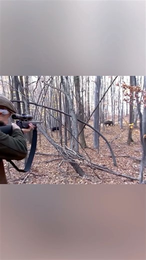 Wild Boars Destroy a Huge Farm - An Eye-Catching Wild Boar Hunt