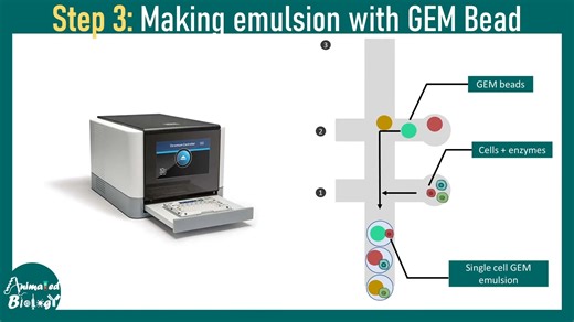 单细胞转录组学解析：scRNA-seq基础与分子生物学 - Animated biology With arpan