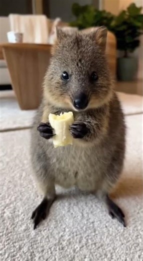 Baby Quokka Eating Banana on the Carpet 🐾🍌✨