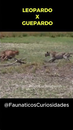 INSANO Leopardo x Guepardo!!! #leopard #cheetah #guepard #animals #animalfight