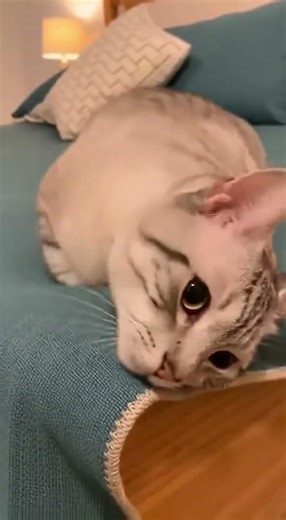 Adorable Cat Losing the Battle Against Sleep 😹