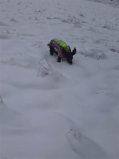 Essential Traits of Swedish Hunting Dogs