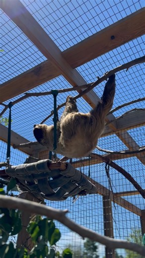It’s International Sloth Day! 🦥 Mochi, our Linnaeus’s two-toed sloth gives us a reminder to slow down and care for the world we share. Linnaeus’s two-toed sloths rely on healthy tropical forests and those forests rely on us to protect them. Simple choices like reducing paper waste, choosing sustainable wood products, and supporting conservation efforts help keep their forests standing tall. Every small action adds up to a big difference for wildlife, like Mochi.💚 Learn more on how to climb int