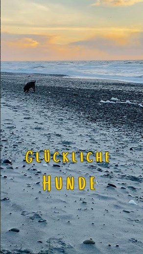 Dänemark Urlaub mit Hunden - Freilauf am Nordseestrand #dänemark #urlaubmithund #dänemarkmithund
